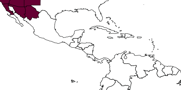 map of Elampus versicolor     Norton, 1879